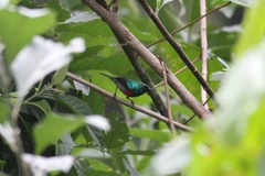 Cinnyris chloropygius