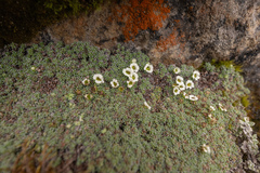 Saxifraga pulvinaria, photograph Morten Ross, CC BY, iNaturalist via GBIF