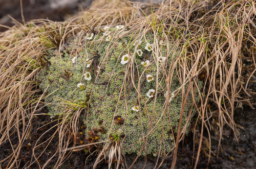 Cushion Saxifrage (Saxifraga pulvinaria)