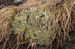 Saxifraga pulvinaria, photograph Morten Ross, CC BY, iNaturalist via GBIF