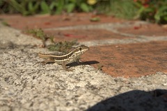 Leiocephalus personatus