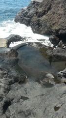 Parablennius parvicornis