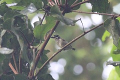 Pogoniulus bilineatus