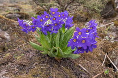 Primula calderiana