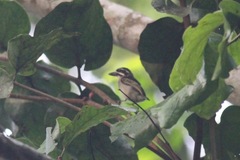 Pogoniulus bilineatus