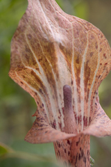Arisaema nepenthoides, photograph Morten Ross, CC BY, iNaturalist via GBIF