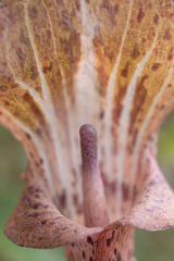 Arisaema nepenthoides, photograph Morten Ross, CC BY, iNaturalist via GBIF