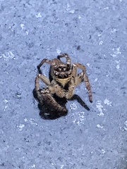 Carrhotus xanthogramma
