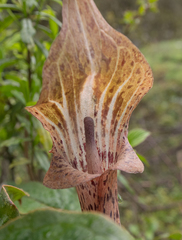 Arisaema nepenthoides, photograph Morten Ross, CC BY, iNaturalist via GBIF