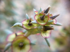 Pyankovia brachiata