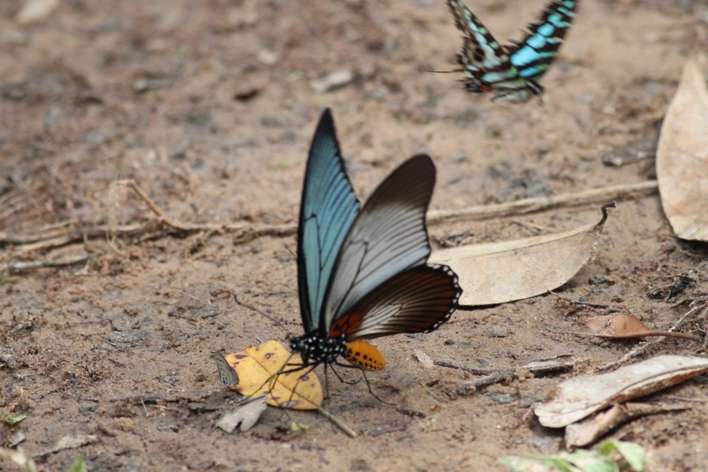 ザルモクシスオオアゲハ (Papilio zalmoxis) · iNaturalist