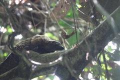 Phataginus tetradactyla