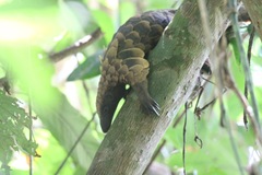 Phataginus tetradactyla