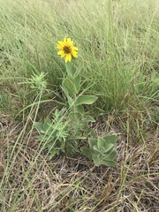 Helianthus mollis