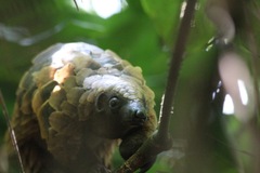 Phataginus tetradactyla