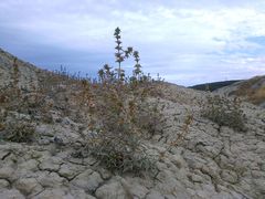 Pyankovia brachiata