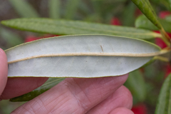 Morten Ross, CC BY, iNaturalist via GBIF Rhododendron neriiflorum, photograph Morten Ross, CC BY, iNaturalist via GBIF