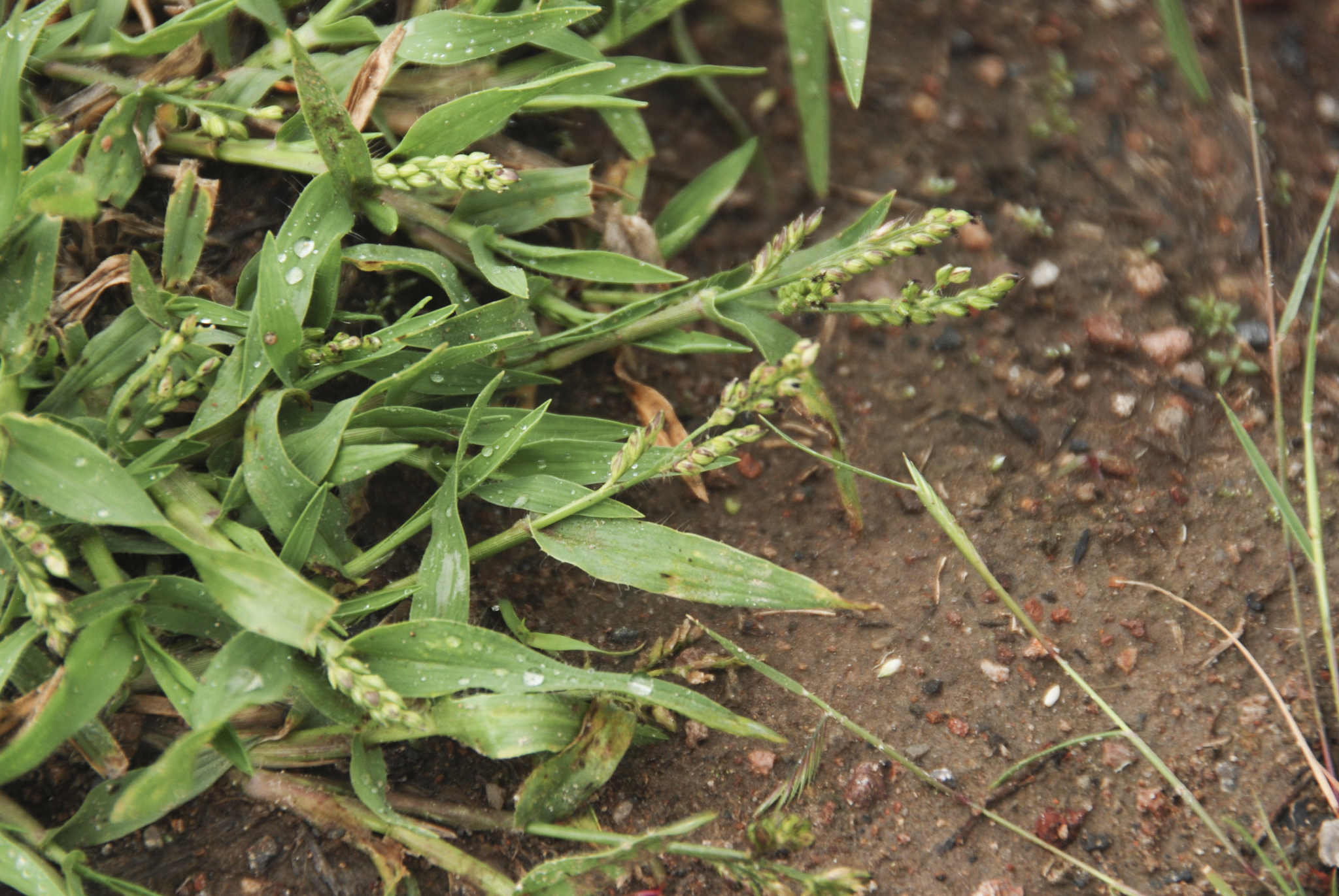 Paspalum convexum