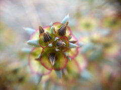 Pyankovia brachiata