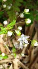 Swertia macrosperma