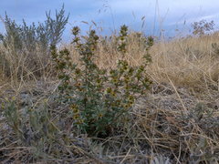 Pyankovia brachiata