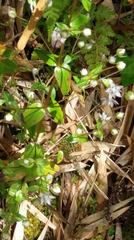 Swertia macrosperma