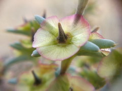Pyankovia brachiata