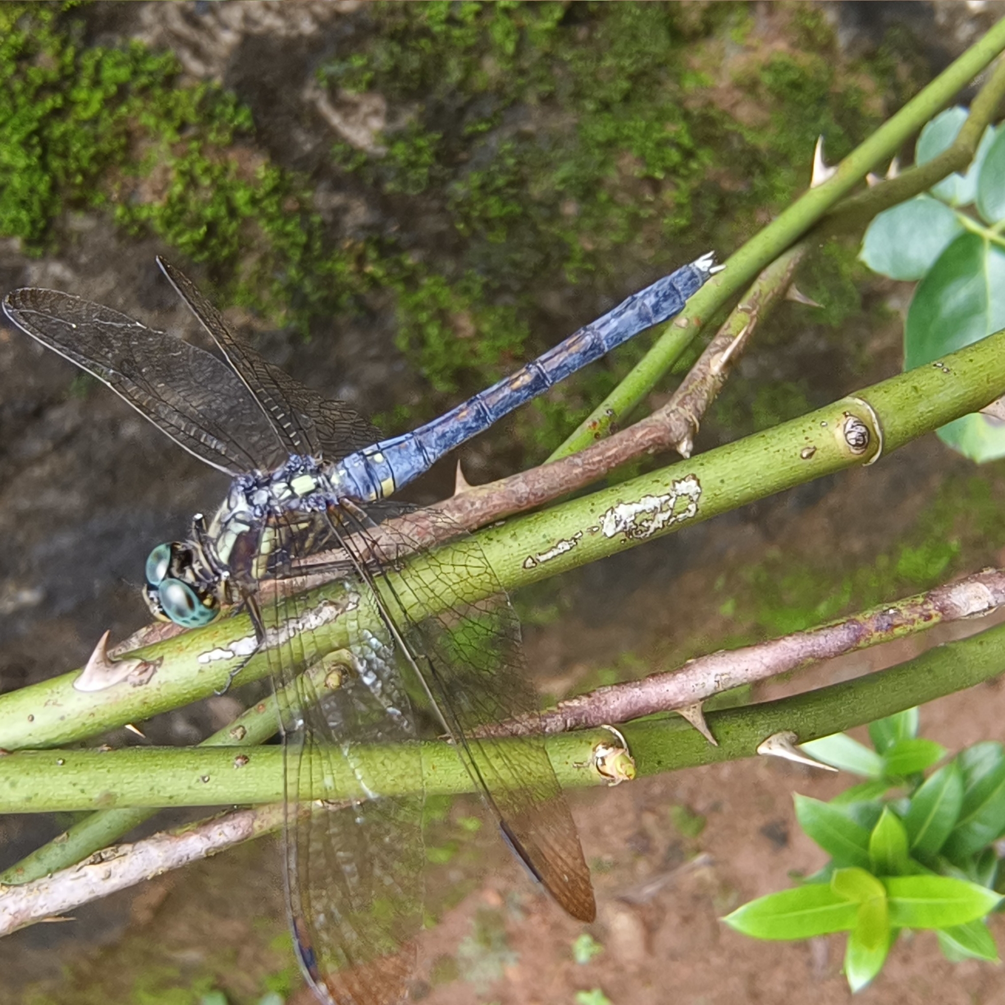 Marsh Skimmer
