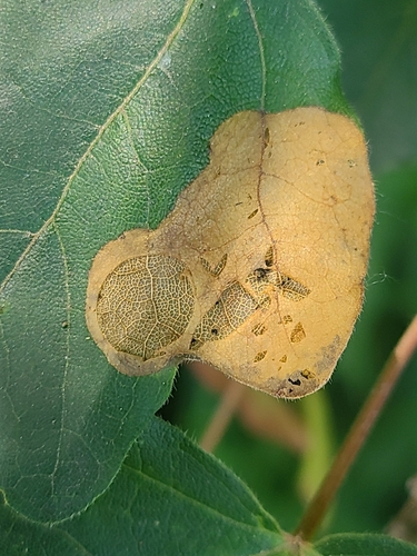 Field Maple Disc-miner