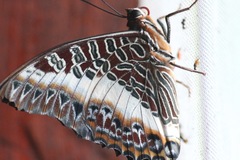 Charaxes