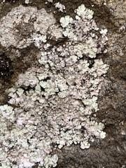 Lepraria normandinoides