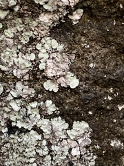 Lepraria normandinoides