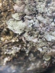 Lepraria normandinoides