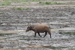 Syncerus caffer nanus