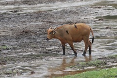 Syncerus caffer nanus