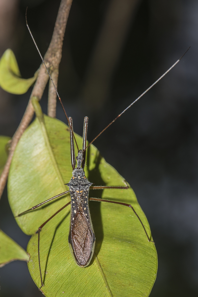 Epidaus conspersus