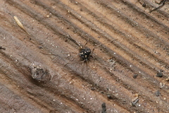 Paranemastoma quadripunctatum