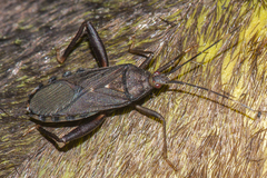 Notobitus