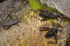 Notobitus