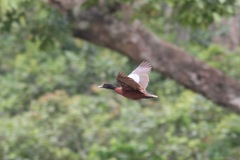 Pteronetta hartlaubii