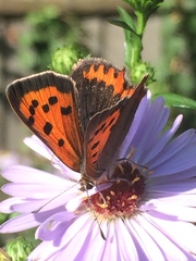 Lycaena phlaeas