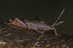Notobitus