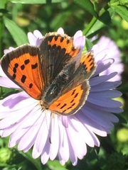 Lycaena phlaeas