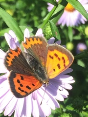 Lycaena phlaeas