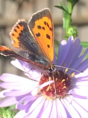 Lycaena phlaeas