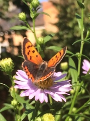 Lycaena phlaeas