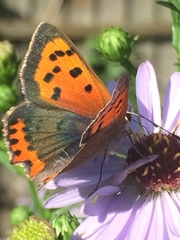 Lycaena phlaeas