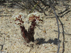 Crassula alpestris