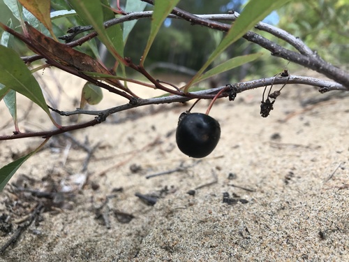 sand cherry