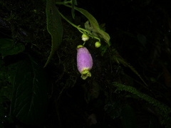 Kohleria affinis